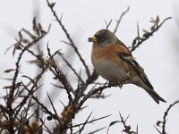 Fringilla montifringilla 9, Keep, Saxifraga-Piet Munsterman