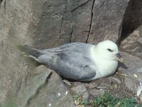 Fulmarus glacialis 10, Noordse stormvogel, Saxifraga-Edo van Uchelen