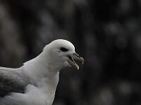 Fulmarus glacialis 18, Noordse stormvogel, Saxifraga-Harry van Oosterhout