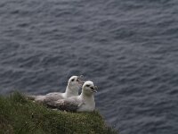 Fulmarus glacialis 20, Noordse stormvogel, Saxifraga-Harry van Oosterhout