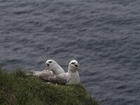 Fulmarus glacialis 21, Noordse stormvogel, Saxifraga-Harry van Oosterhout