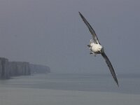 Fulmarus glacialis 25, Noordse stormvogel, Saxifraga-Kees van Berkel : Ault2012, Blue Elephant