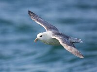 Fulmarus glacialis 29, Noordse stormvogel, Saxifraga-Bart Vastenhouw