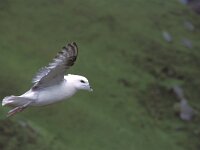 Fulmarus glacialis 3, Noordse stormvogel, Saxifraga-Janus Verkerk