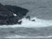 Fulmarus glacialis 31, Noordse stormvogel, Saxifraga-Mark Zekhuis