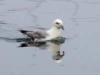 Fulmarus glacialis 32, Noordse stormvogel, Saxifraga-Bart Vastenhouw