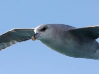 Fulmarus glacialis 34, Noordse stormvogel, Saxifraga-Bart Vastenhouw
