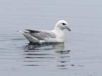Fulmarus glacialis 36, Noordse stormvogel, Saxifraga-Bart Vastenhouw