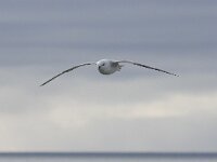 Fulmarus glacialis 37, Noordse stormvogel, Saxifraga-Bart Vastenhouw