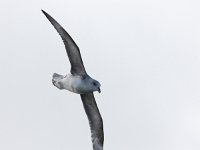 Fulmarus glacialis 39, Noordse stormvogel, Saxifraga-Bart Vastenhouw