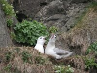 Fulmarus glacialis 4, Noordse stormvogel, Saxifraga-Jan Nijendijk