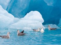 Fulmarus glacialis 41, Noordse stormvogel, Saxifraga-Bart Vastenhouw