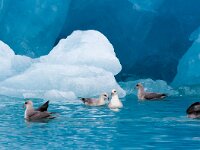 Fulmarus glacialis 42, Noordse stormvogel, Saxifraga-Bart Vastenhouw
