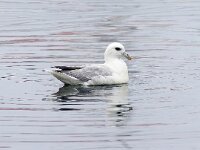 Fulmarus glacialis 43, Noordse stormvogel, Saxifraga-Bart Vastenhouw