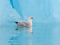 Fulmarus glacialis 44, Noordse stormvogel, Saxifraga-Bart Vastenhouw