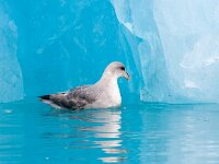 Fulmarus glacialis 45, Noordse stormvogel, Saxifraga-Bart Vastenhouw