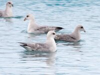 Fulmarus glacialis 46, Noordse stormvogel, Saxifraga-Bart Vastenhouw