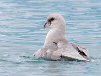 Fulmarus glacialis 47, Noordse stormvogel, Saxifraga-Bart Vastenhouw