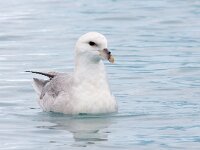 Fulmarus glacialis 49, Noordse stormvogel, Saxifraga-Bart Vastenhouw