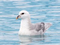 Fulmarus glacialis 50, Noordse stormvogel, Saxifraga-Bart Vastenhouw