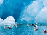 Fulmarus glacialis 52, Noordse stormvogel, Saxifraga-Bart Vastenhouw