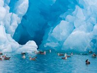 Fulmarus glacialis 53, Noordse stormvogel, Saxifraga-Bart Vastenhouw