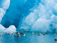 Fulmarus glacialis 54, Noordse stormvogel, Saxifraga-Bart Vastenhouw