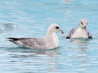Fulmarus glacialis 55, Noordse stormvogel, Saxifraga-Bart Vastenhouw