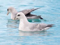 Fulmarus glacialis 56, Noordse stormvogel, Saxifraga-Bart Vastenhouw