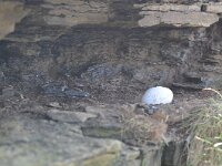 Fulmarus glacialis 58, Noordse stormvogel, Saxifraga-David Foubister