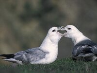 Fulmarus glacialis 6, Noordse stormvogel, display, Saxifraga-Piet Munsterman