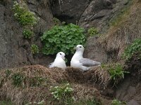 Fulmarus glacialis 61, Noordse stormvogel, Saxifraga-Jan Nijendijk