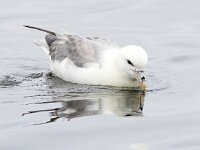 Fulmarus glacialis 62, Noordse stormvogel, Saxifraga-Bart Vastenhouw