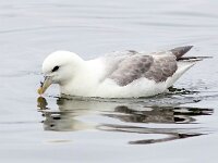 Fulmarus glacialis 64, Noordse stormvogel, Saxifraga-Bart Vastenhouw