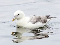 Fulmarus glacialis 65, Noordse stormvogel, Saxifraga-Bart Vastenhouw