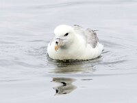 Fulmarus glacialis 68, Noordse stormvogel, Saxifraga-Bart Vastenhouw
