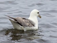 Fulmarus glacialis 71, Noordse stormvogel, Saxifraga-Bart Vastenhouw