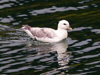 Fulmarus glacialis 72, Noordse stormvogel, Saxifraga-Bart Vastenhouw