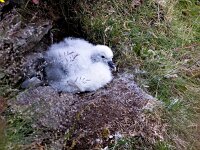 Fulmarus glacialis 73, Noordse stormvogel, Saxifraga-Bart Vastenhouw