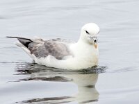Fulmarus glacialis 76, Noordse stormvogel, Saxifraga-Bart Vastenhouw