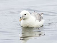 Fulmarus glacialis 77, Noordse stormvogel, Saxifraga-Bart Vastenhouw