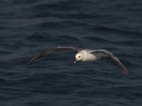 Fulmarus glacialis 8, Noordse stormvogel, Saxifraga-Mark Zekhuis