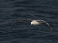 Fulmarus glacialis 8, Noordse stormvogel, Saxifraga-Mark Zekhuis