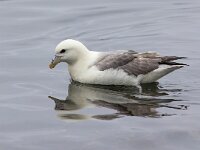 Fulmarus glacialis 80, Noordse stormvogel, Saxifraga-Bart Vastenhouw