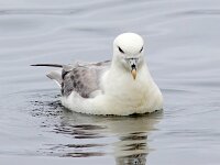 Fulmarus glacialis 81, Noordse stormvogel, Saxifraga-Bart Vastenhouw