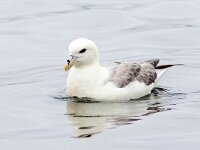 Fulmarus glacialis 82, Noordse stormvogel, Saxifraga-Bart Vastenhouw