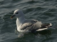 Fulmarus glacialis 9, Noordse stormvogel, Saxifraga-Mark Zekhuis