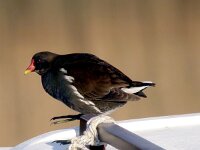 Gallinula chloropus 11, Waterhoen, Saxifraga-Iztok Skornik