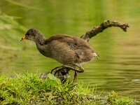 Gallinula chloropus 17, Waterhoen, juvenile, Saxifraga-Theo Verstrael