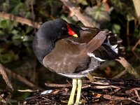 Gallinula chloropus 19, Waterhoen, Saxifraga-Bart Vastenhouw